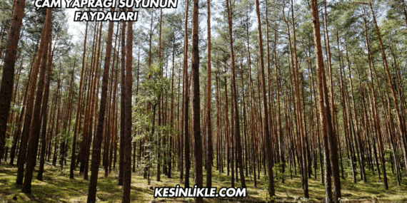 Çam Yaprağı Suyunun Faydaları