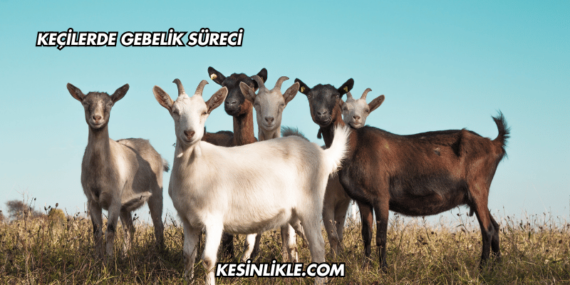 Keçilerde Gebelik Süreci