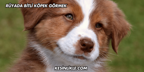 Rüyada Bitli Köpek Görmek