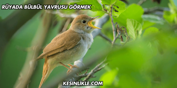 Rüyada Bülbül Yavrusu Görmek