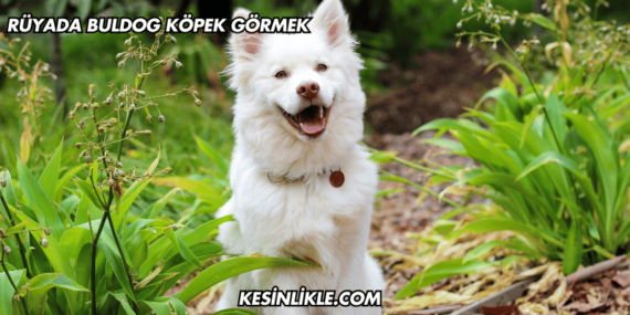 Rüyada Buldog Köpek Görmek