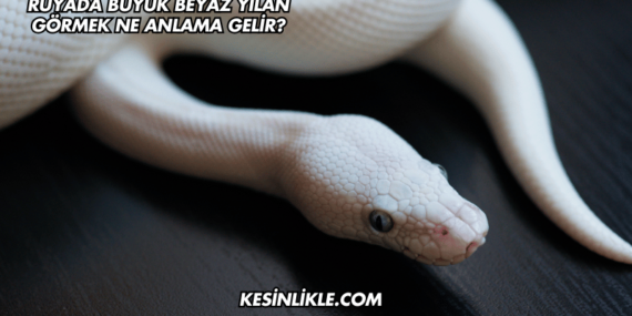 Rüyada Büyük Beyaz Yılan Görmek Ne Anlama Gelir?
